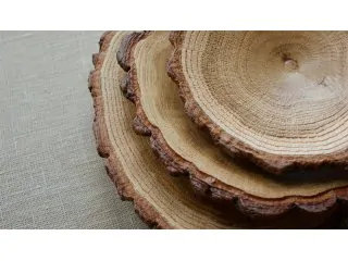 drevesina-duba-320x240